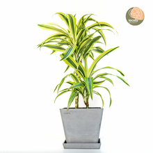 Load image into Gallery viewer, 2in1 Dracaena Lemon Lime (M2) in Ecopots