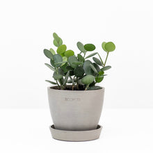 Load image into Gallery viewer, Silver Dollar Vine (S) in Nursery Pot