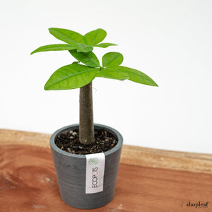 Bonsai Money Plant (XS) in Nursery Pot
