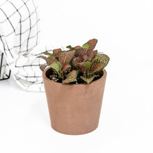 Load image into Gallery viewer, Fittonia Red Anne (S) in Nursery Pot