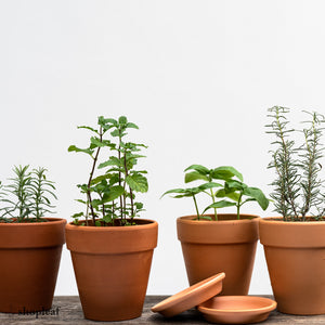 Basil Kitchen Set in Ecopots