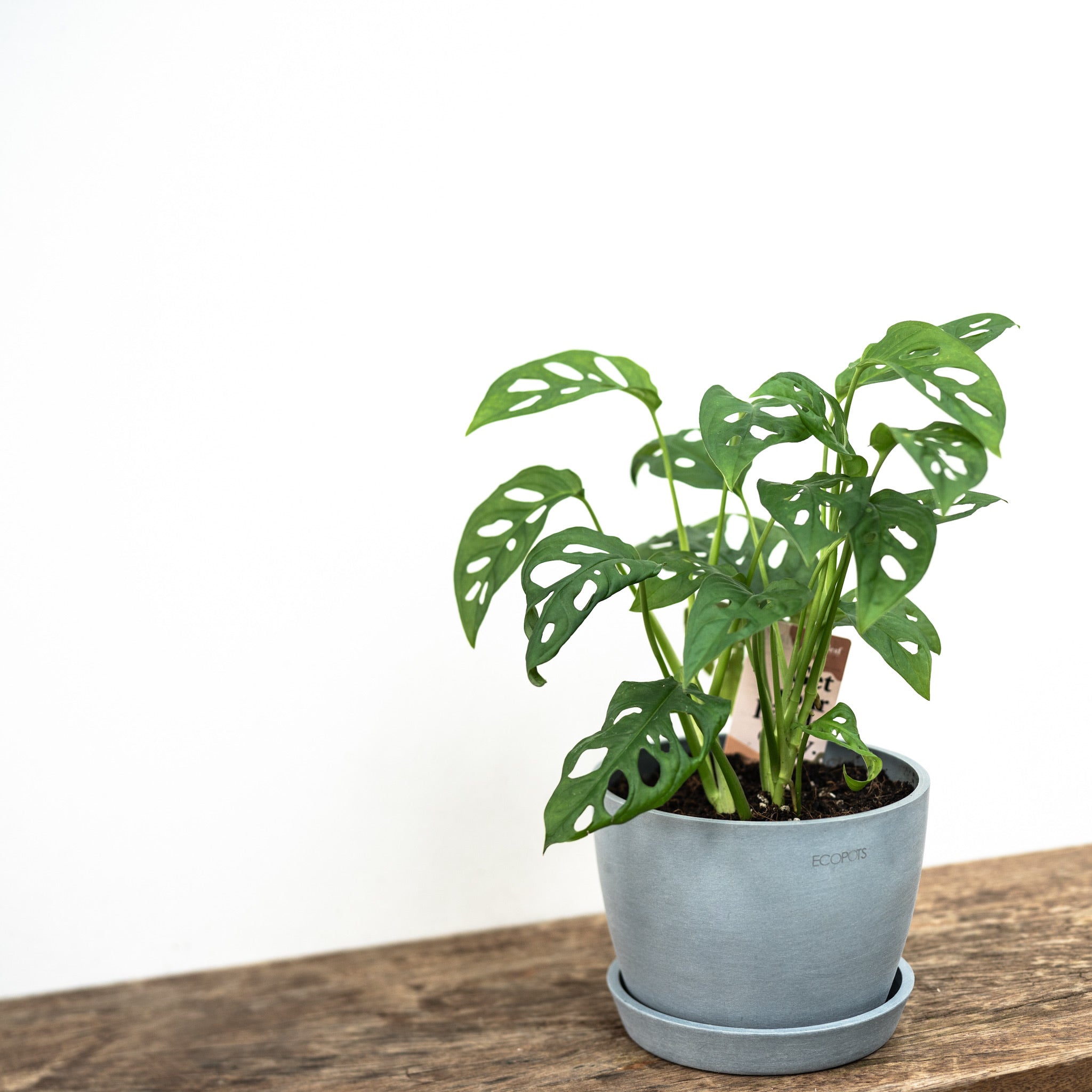monstera plant price philippines Monstera adansonii (M) in Nursery Pot – Shopleaf Plant Studio