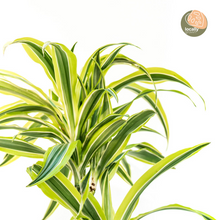 Load image into Gallery viewer, Dracaena Lemon Lime (L) in Ecopots