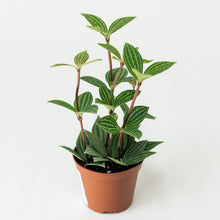 Load image into Gallery viewer, Peperomia puteolata (S) in Nursery Pot