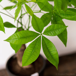 Bonsai Money Plant (S2) in Ecopots