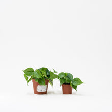 Load image into Gallery viewer, Heartleaf Philodendron (M) in Nursery Pot