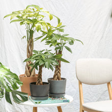 Load image into Gallery viewer, Braided Money Plant (M1) in Ecopots