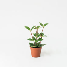 Load image into Gallery viewer, Peperomia puteolata (S) in Nursery Pot