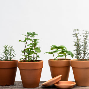 Basil Kitchen Set in Clear Pot