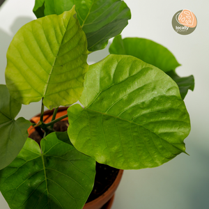 Braided Ficus umbellata (M) in Ecopots