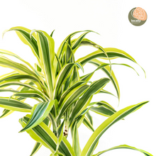 Load image into Gallery viewer, Dracaena Lemon Lime (L) in Nursery Pot