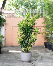 Load image into Gallery viewer, Dracaena Song of Sri Lanka (L)