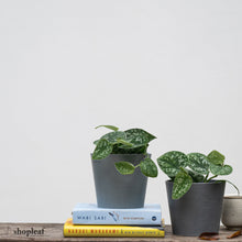 Load image into Gallery viewer, Silvery Ann Pothos (S) in Ecopots