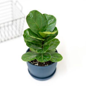 Fiddle Leaf Fig 'Bambino' (S) in Ecopots