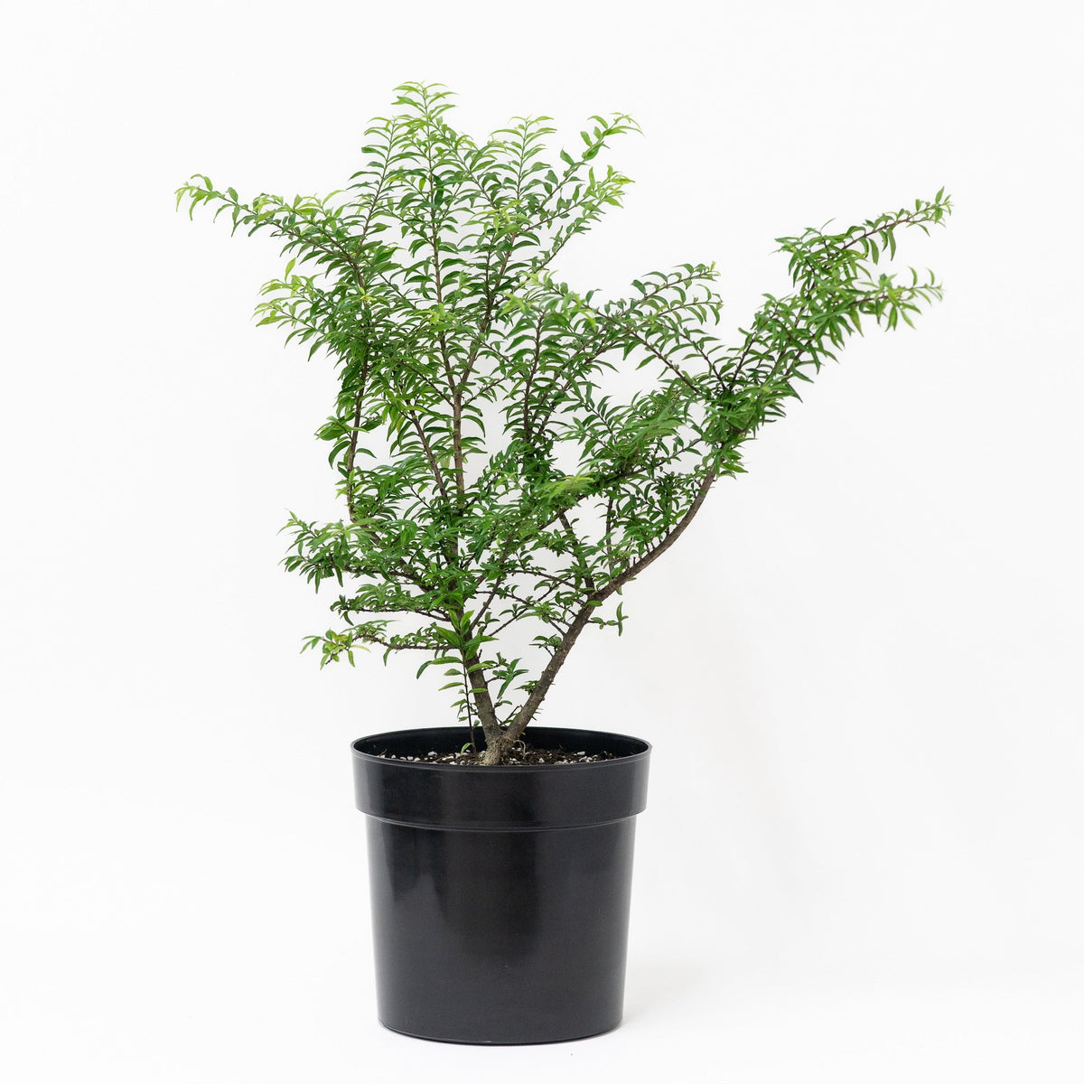 Suamei (S) in Nursery Pot – Shopleaf Plant Studio