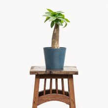 Load image into Gallery viewer, Bonsai Money Plant (S2) in Ecopots