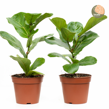Load image into Gallery viewer, Fiddle Leaf Fig Tree (S) in Nursery Pot