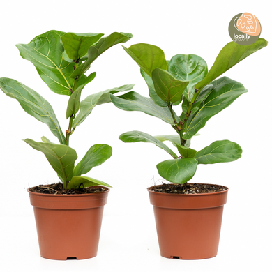 Fiddle Leaf Fig Tree (S) in Nursery Pot
