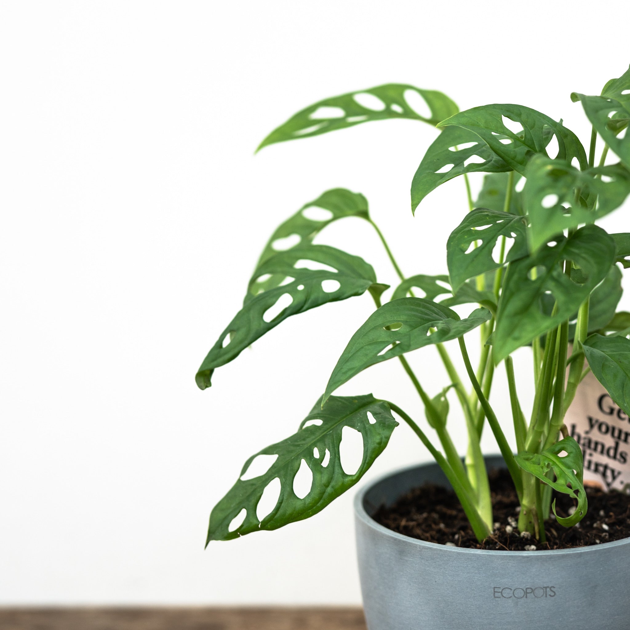 monstera adansonii price philippines Monstera adansonii (M) in Nursery Pot – Shopleaf Plant Studio