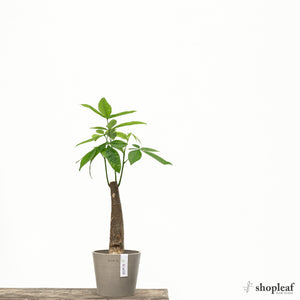 Bonsai Money Plant (S2) in Ecopots