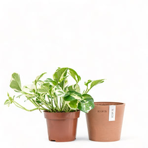 Pothos N’Joy (S) in Nursery Pot