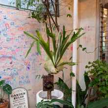 Load image into Gallery viewer, Staghorn Fern (Mounted on Wood)