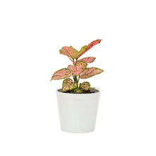 Load image into Gallery viewer, Aglaonema Pink Valentine (XS) in Ecopots