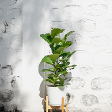 Load image into Gallery viewer, 3in1 Fiddle Leaf Fig Tree (M)