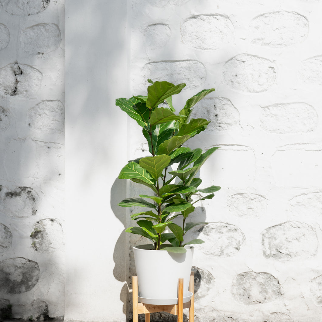 3in1 Fiddle Leaf Fig Tree (M2) in Ecopots