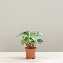 Load image into Gallery viewer, Watermelon Peperomia (M) in Nursery Pot