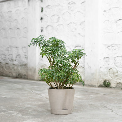 Schefflera (M) in Ecopots Venice 2 30