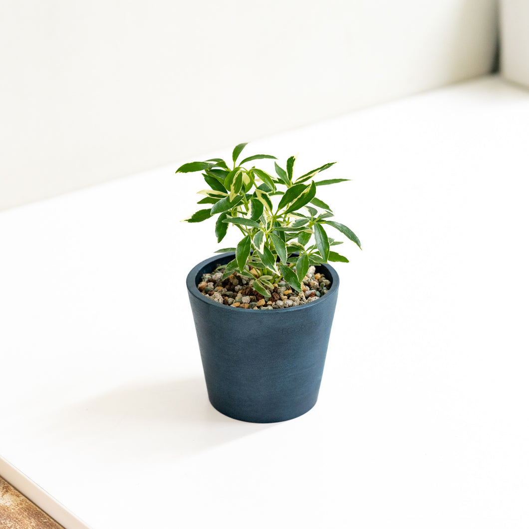 Variegated Schefflera (XS) in Nursery Pot