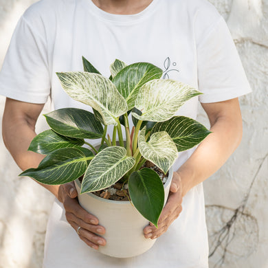 Philodendron Birkin (M) in Shopleaf Aroid Mix