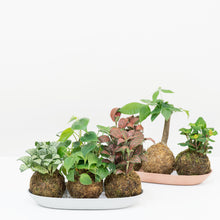 Load image into Gallery viewer, Fittonia White Anne Kokedama