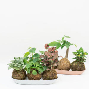 Fittonia Juanita Kokedama