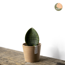 Load image into Gallery viewer, Whale Fin Sansevieria (S) in Ecopots