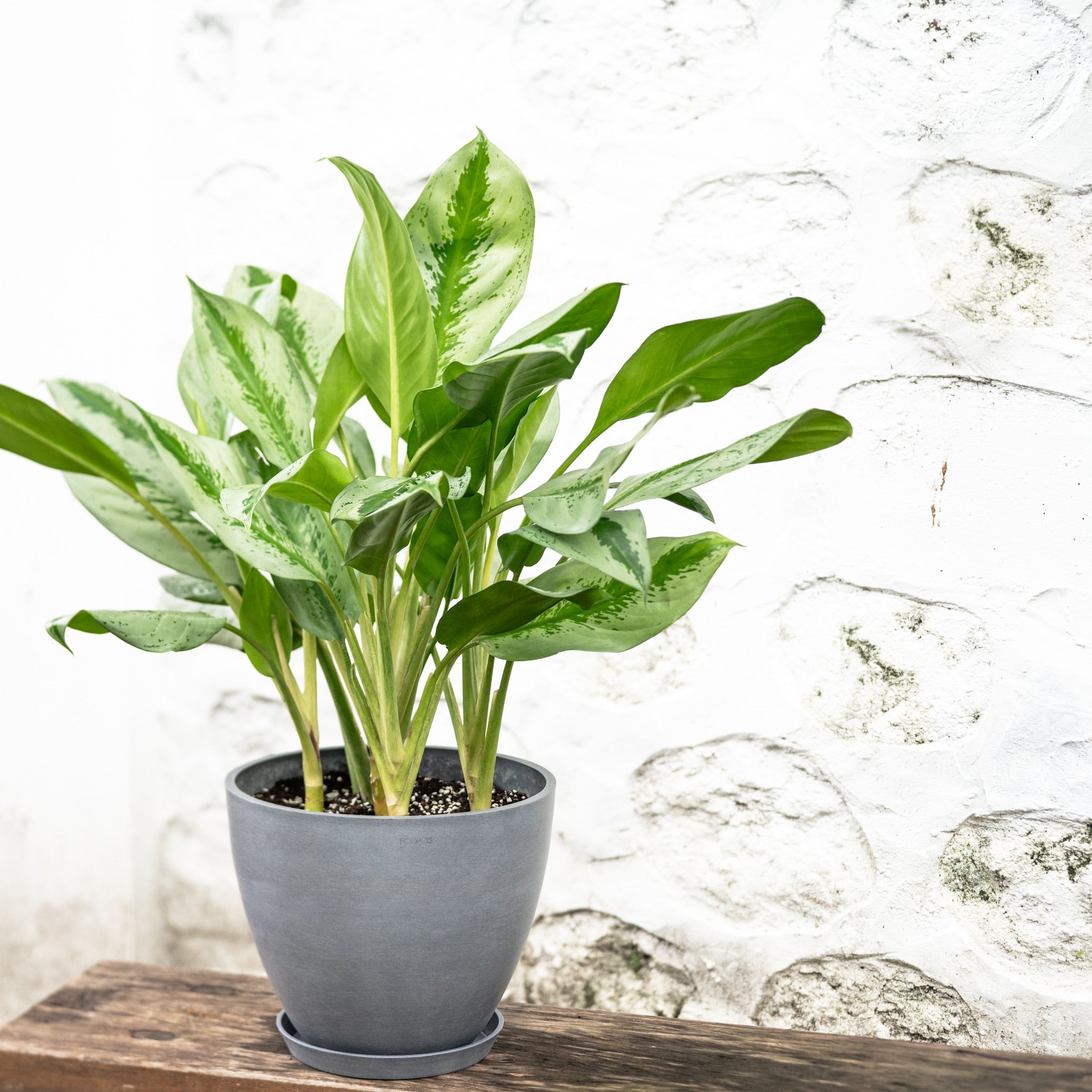 aglaonema plant price philippines Aglaonema Silver Bay (M) in Ecopots – Shopleaf Plant Studio
