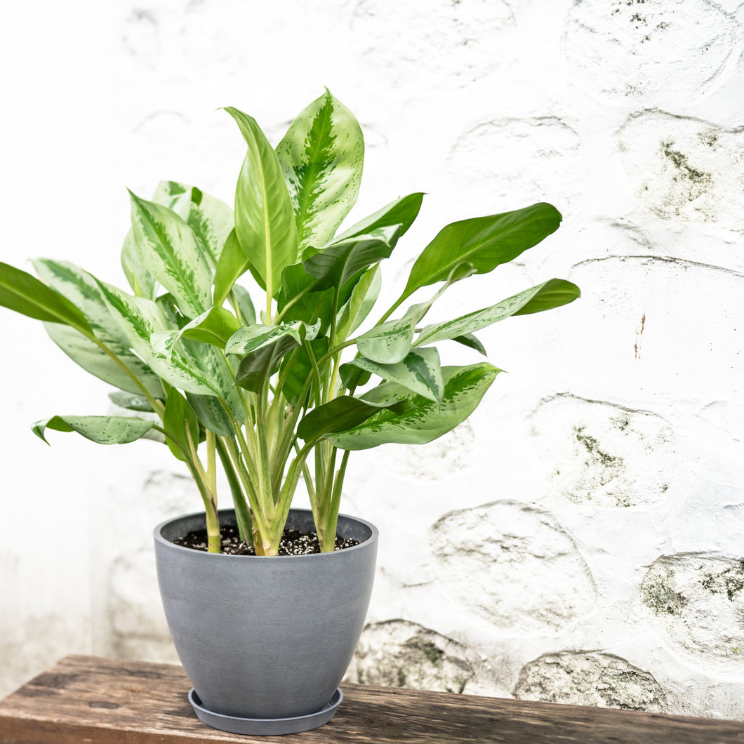 aglaonema silver bay in pot Aglaonema Silver Bay (M) in Nursery Pot – Shopleaf Plant Studio
