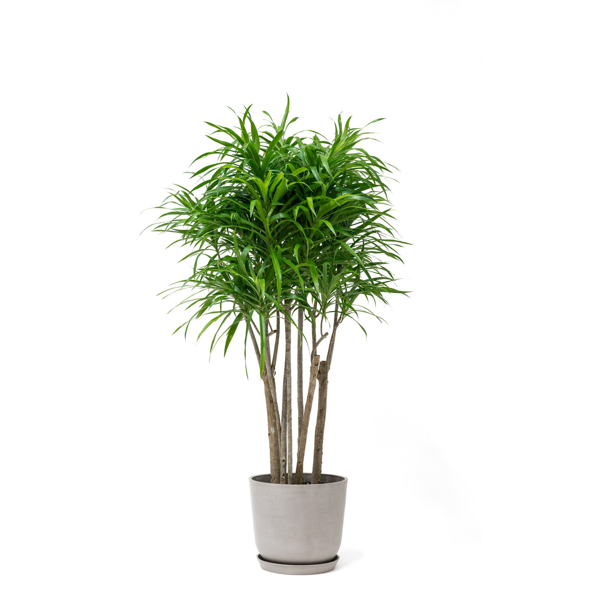 Dracaena Anita (M) – Shopleaf Plant Studio