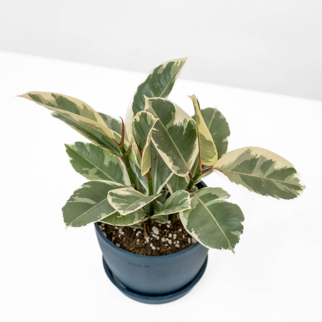3in1 Rubber Tree ‘Tineke’ (S)