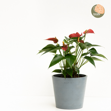 Load image into Gallery viewer, Red Anthurium (S)