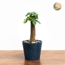 Load image into Gallery viewer, Bonsai Money Plant (S1) in Ecopots