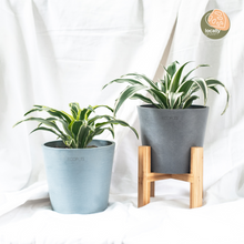 Load image into Gallery viewer, Dracaena White Jewel (S1)
