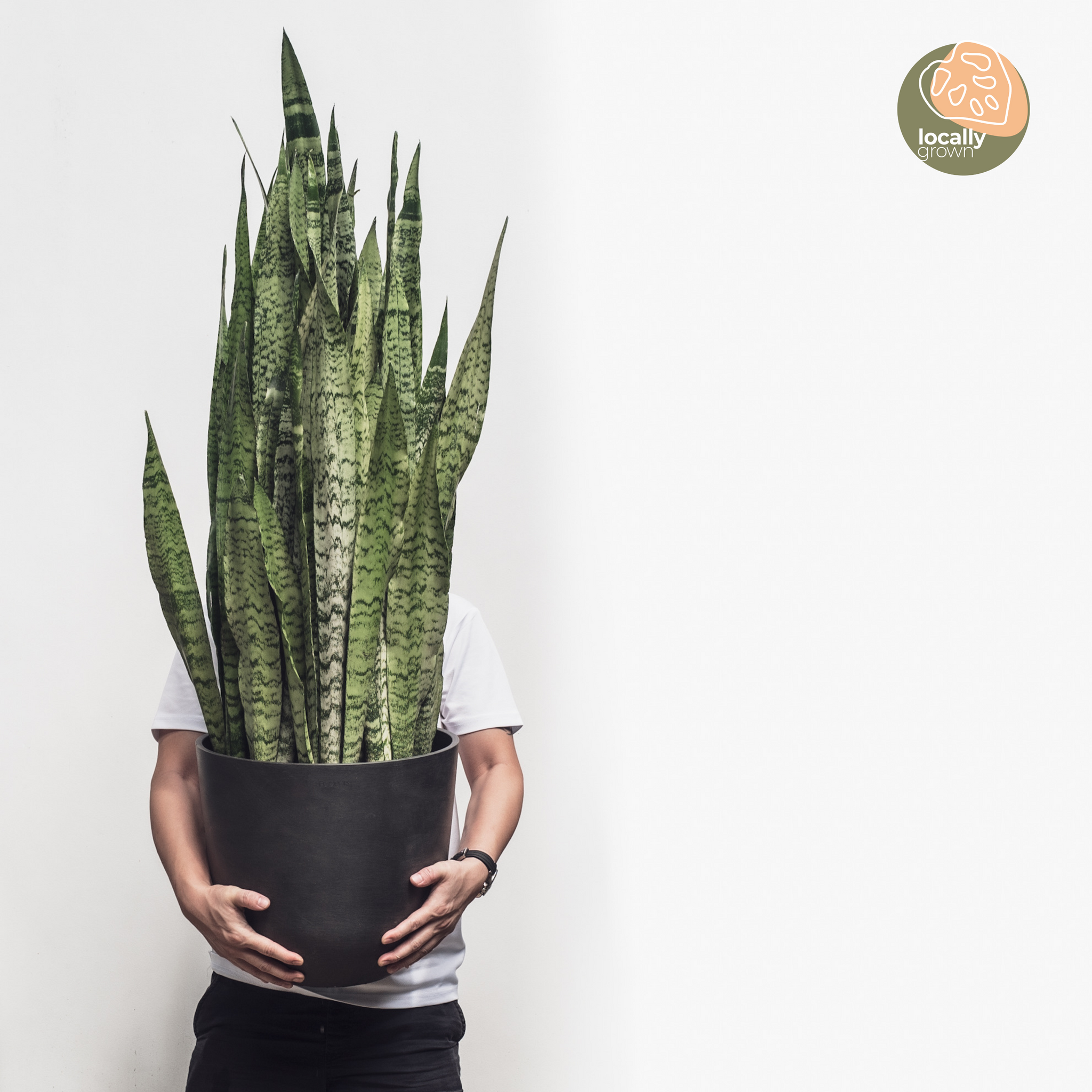snake plant xl Green Snake Plant (XL) in Ecopots – Shopleaf Plant Studio