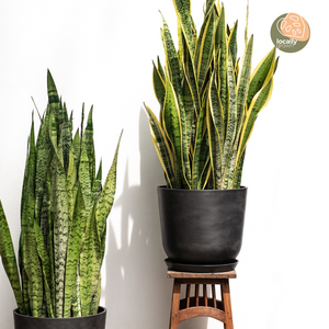 snake plant bunnings Yellow Snake Plant (XL) in Ecopots – Shopleaf Plant Studio