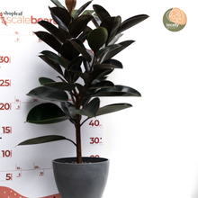 Load image into Gallery viewer, Burgundy Rubber Tree (M) in Ecopots