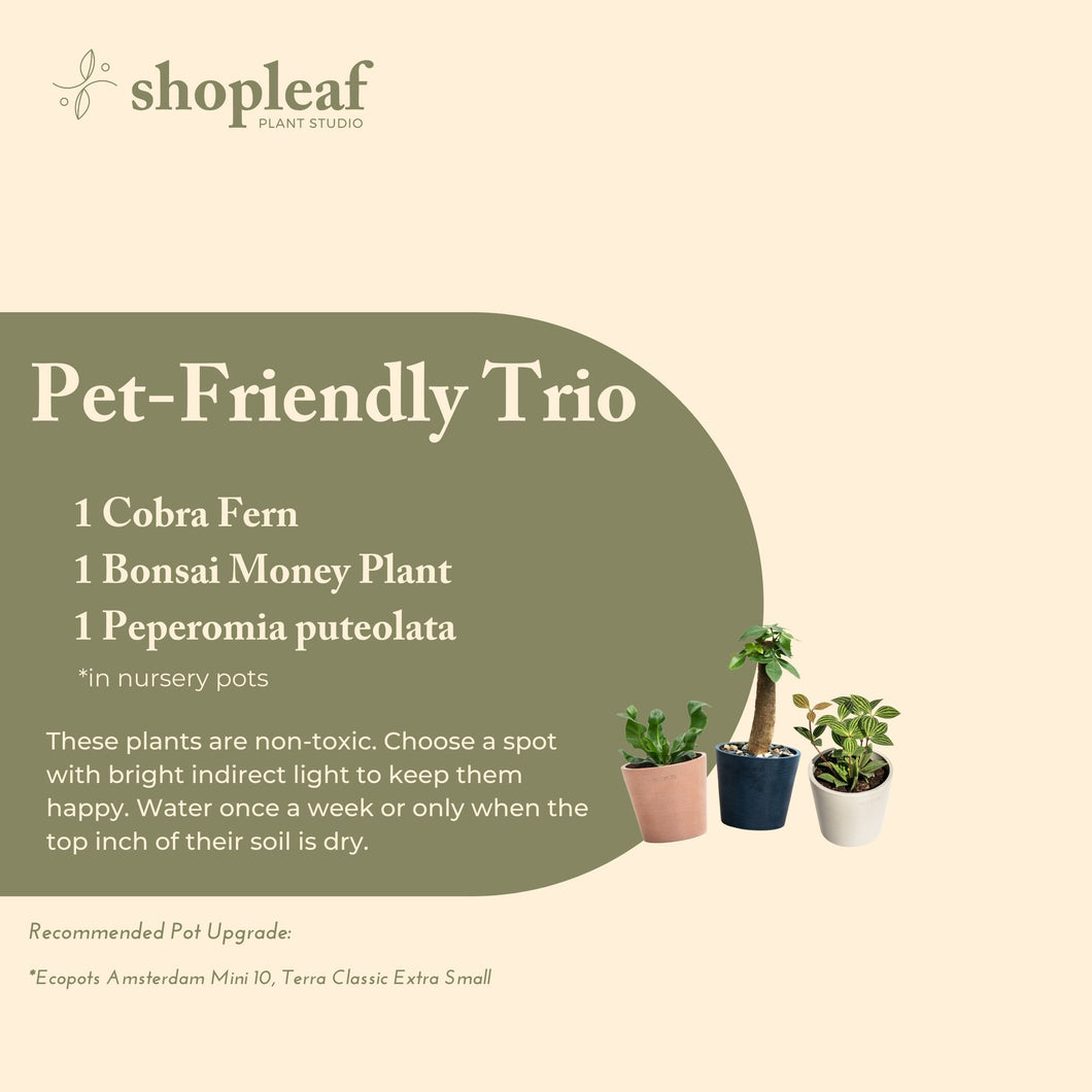 Pet-Friendly Trio