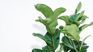 3in1 Fiddle Leaf Fig 'Bambino' (M)