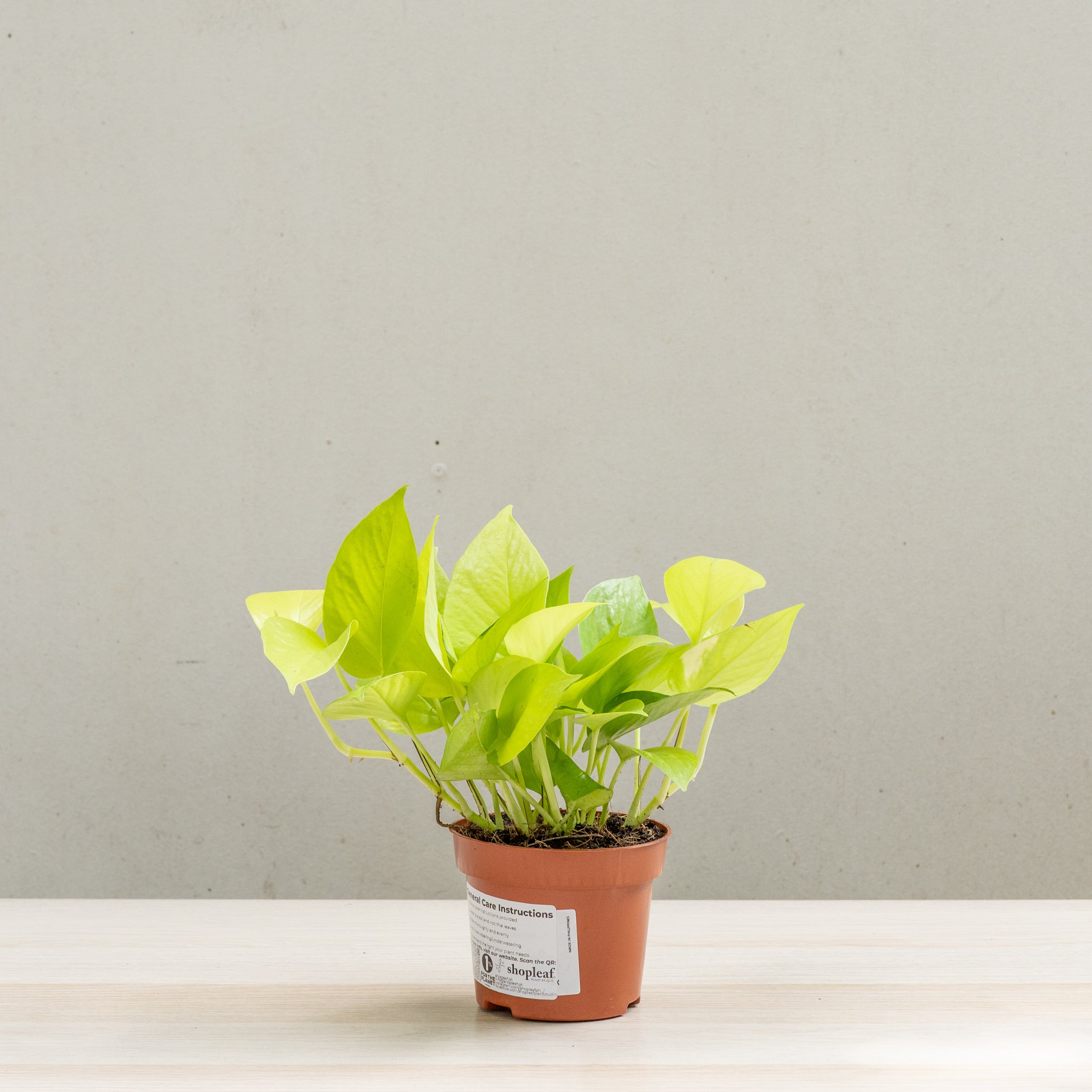 pothos ph Neon Pothos (S) in Nursery Pot – Shopleaf Plant Studio