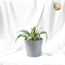 Load image into Gallery viewer, Dracaena White Jewel (S1)